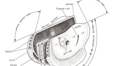 externalmoprhostracodes