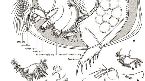 intermorphostracods