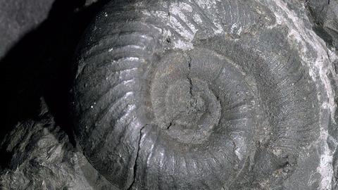monoplacophora