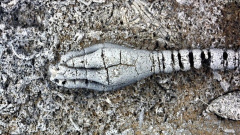 Young specimen. MCZ 136869: 15mm long