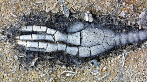 Young specimen. MCZ 136870: 10.5mm long (complete stem not shown)