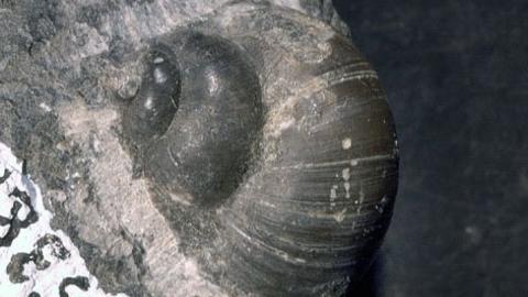 gastropod