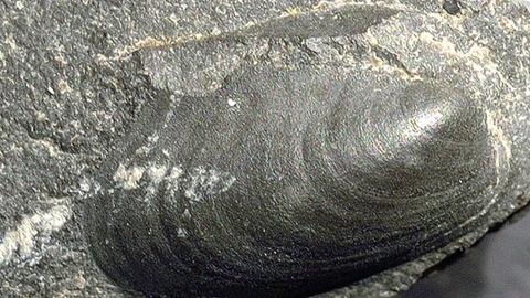 bivalvia