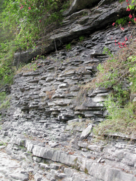 Napanee Limestone, Sugar River Creek  Boonville, New York
