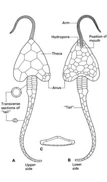 Morphology of Homoiostele Based on Iowacystis (A, upper side, B, lower side, C, section through the theca)