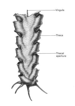 Hard Part Morphology of Graptolites