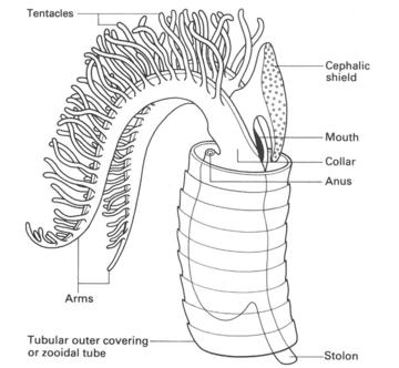 Soft Part Anatomy of Graptolite Zooid