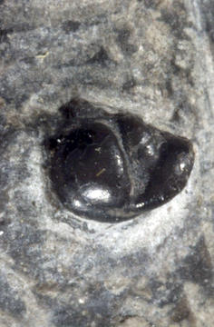 MCZ 109611: Holotype, 3mm long
