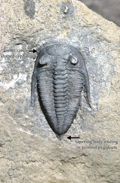 MCZ 111713: Hypotype, 20mm long