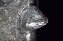 MCZ 114284: Syntype, 3.5 mm wide