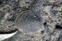 MCZ 145366: 2.5mm wide