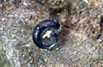MCZ 145404: 1mm wide