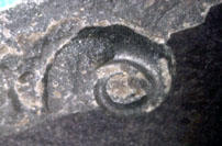 MCZ 145406: 4.5mm wide
