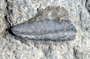 MCZ 145746: 7.5mm long