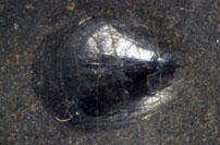 MCZ 145755: 5mm long