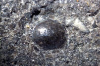MCZ 145764: 2mm long