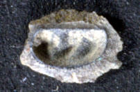 MCZ 145794: 2.5mm wide