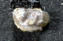 MCZ 145795: 1.5mm wide