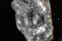 MCZ 145797: 1mm wide