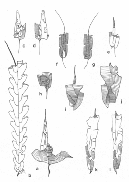 Representative Ordovician Diplograptid Graptolites  from: Mitchell, 1983