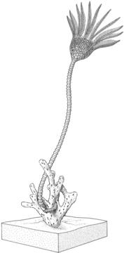 Reconstruction of a Pycnocrinus species showing it attached to a bryozoan from W. I. Ausich, 1999