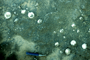 Prasopora Bryozoans  City Brook: Middleville, New York  Photograph by Carlton Brett