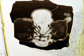 thin section