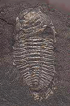 Triarthrus sp.