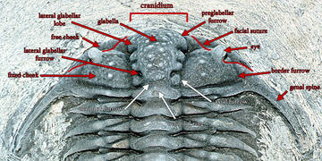 trilobite head diagram