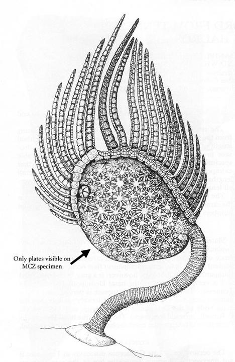 An example of the Amygdalocystites genus: reconstruction of Amygdalocystites florealis Billings after Parsley and Mintz, 1975