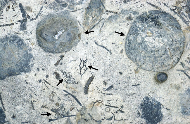 bryozoa slab