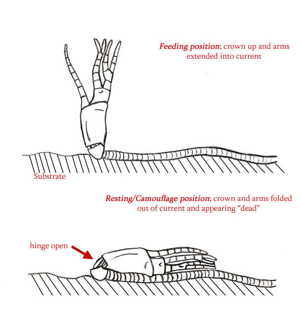 calceocrinuslivingpositions