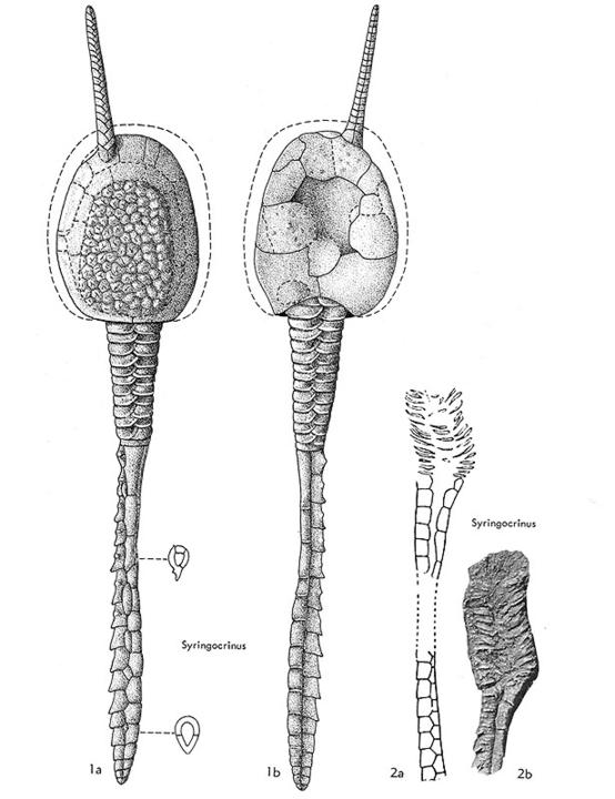 Reconstruction of Syringocrinus from Gill and Caster, 1960 (1a, obverse face, 1b, reverse side, 2a-b, showing detail of stele plates)