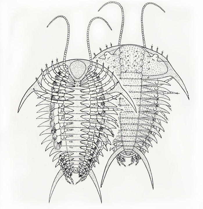 Reconstruction of C. pleurexanthemus from Harrington, 1959