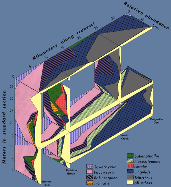Relative Abundance Chart for Key Taxa from three transect intervals (m3, m15 & m40) from the Middle Trenton Denley Formation (Shermanian Age) between Trenton Falls and Dolgeville, New York  Image modified from Cisne and Rabe (1978).