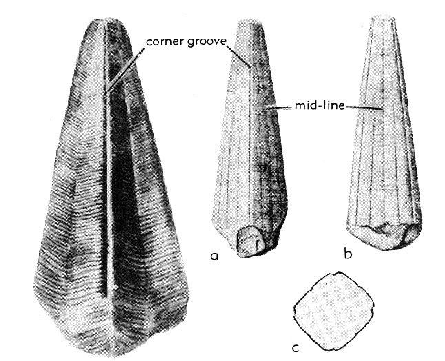 Conularid Features: a, b, corner and facial views, c, transverse section