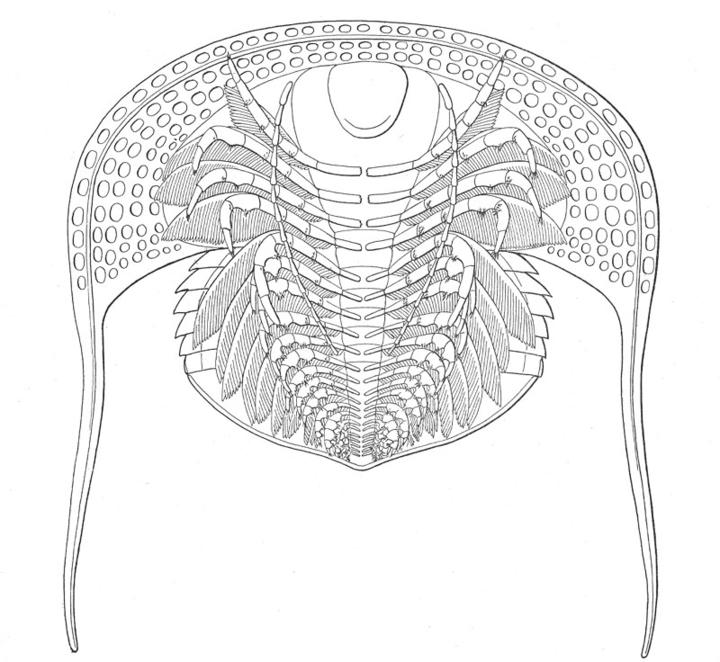A reconstruction of C. tesselatus showing the ventral side and appendages from Raymond, 1920