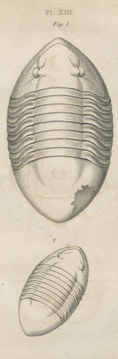 Plate XIII