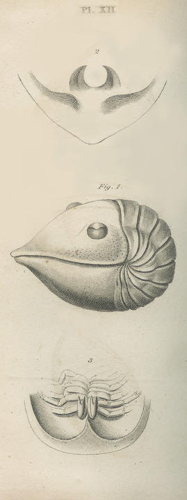 Plate XII