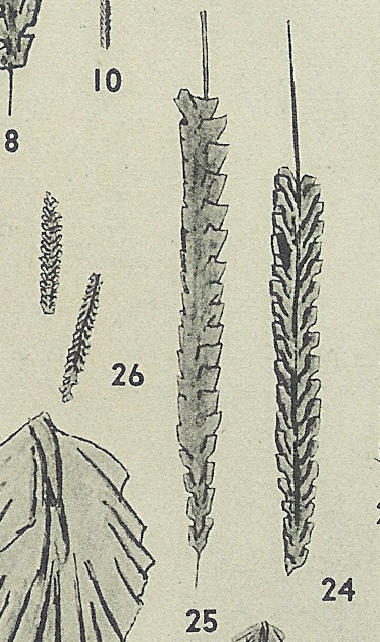 Diplograptus mohawkensis  Ruedemann