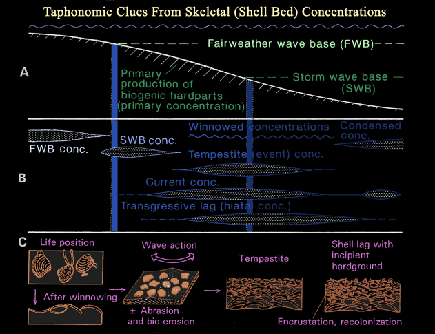 taphonomic clues