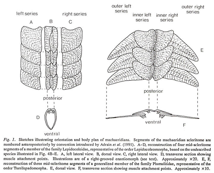 Machaeridian Reconstruction