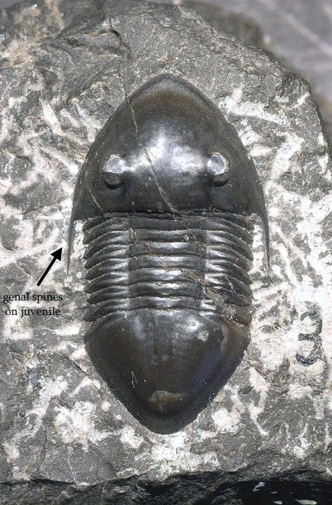 MCZ 100936: Hypotype, 29mm long