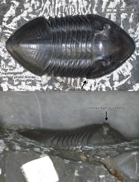 MCZ 100938: Neotype, 55mm long