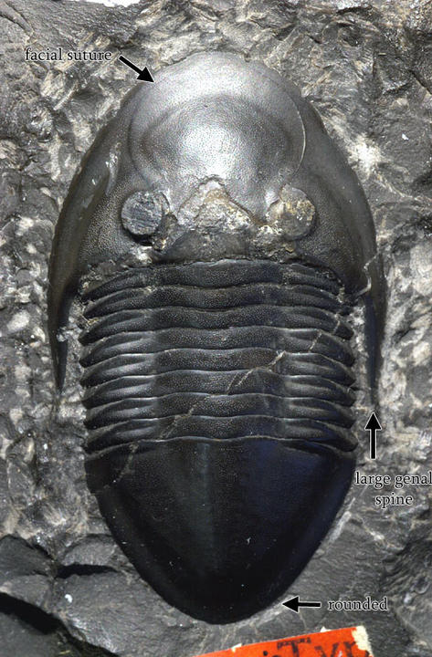 MCZ 100943: Hypotype, 54mm long