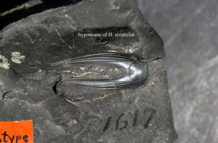 MCZ 100987: Paratype, 17mm long