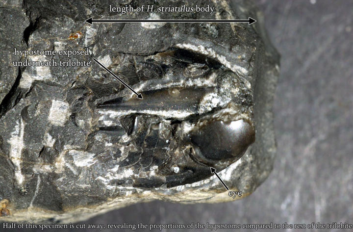 MCZ 100988: Paratype, 18mm long