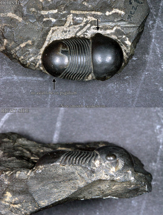 MCZ 101147: Holotype, 23mm long