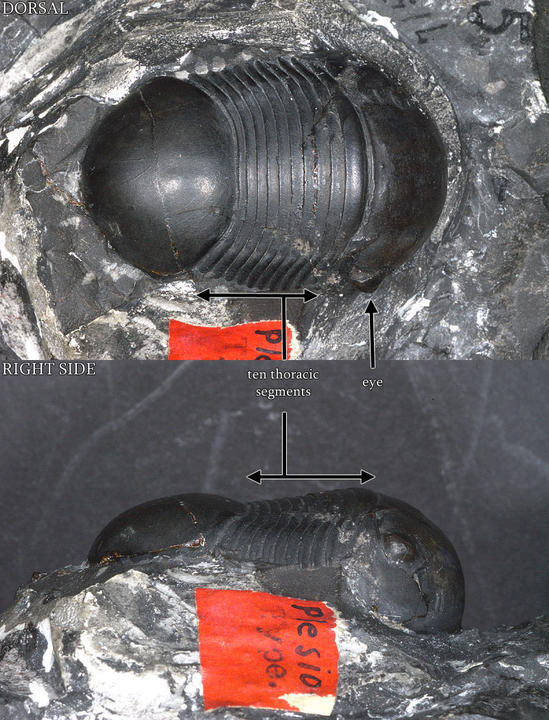 MCZ 101148: Hypotype, 36.5mm long