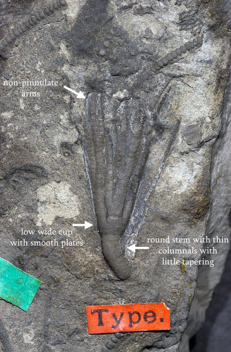 MCZ 106415: Holotype, 24.5mm long